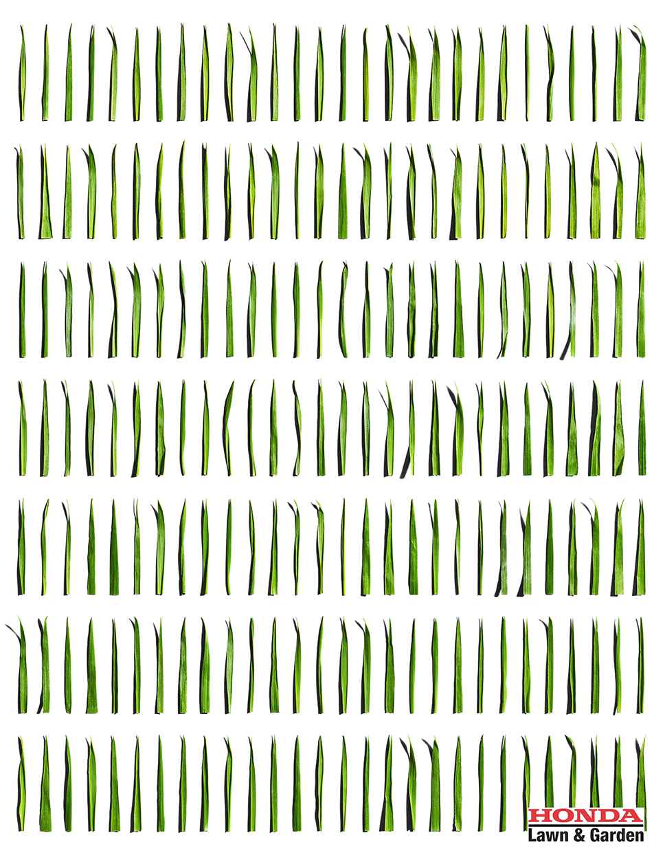 7_Grass-d_f2copy